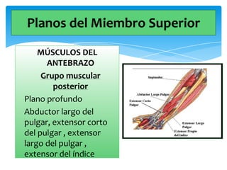 Planos del Miembro Superior
MÚSCULOS DEL
ANTEBRAZO
Grupo muscular
posterior
Plano profundo
Abductor largo del
pulgar, extensor corto
del pulgar , extensor
largo del pulgar ,
extensor del índice

 