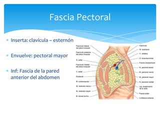 Fascia Pectoral
Inserta: clavícula – esternón
Envuelve: pectoral mayor
Inf: Fascia de la pared
anterior del abdomen

 