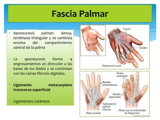 Fascia Palmar
Aponeurosis
palmar:
densa,
tendinosa triangular y se continúa
encima
del
compartimiento
central de la palma
La
aponeurosis
forma
4
engrosamientos en dirección a las
bases de los dedos y se continúan
con las vainas fibrosis digitales.
Ligamento
metacarpiano
transverso superficial
Ligamentos cutáneos.

 