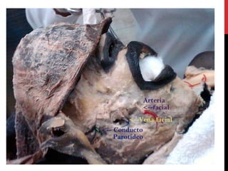 Anatomía (práctico de cabeza)
