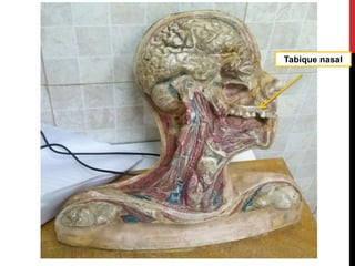 Tabique nasal
 