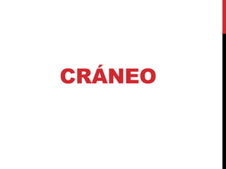 CRÁNEO
 
