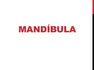 MANDÍBULA
 