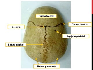 Hueso frontal
Hueso parietales
Sutura sagital
Bregma
Agujero parietal
Sutura coronal
 