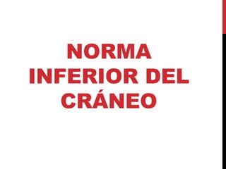 NORMA
INFERIOR DEL
CRÁNEO
 