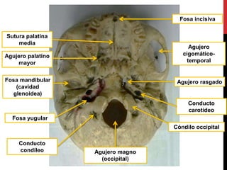 Fosa incisiva
Agujero
cigomático-
temporal
Sutura palatina
media
Fosa mandibular
(cavidad
glenoidea)
Agujero rasgado
Conducto
carotídeo
Fosa yugular
Cóndilo occipital
Conducto
condíleo Agujero magno
(occipital)
Agujero palatino
mayor
 