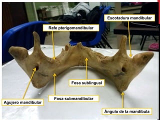 Agujero mandibular
Ángulo de la mandíbula
Fosa submandibular
Fosa sublingual
Escotadura mandibular
Rafe pterigomandibular
 
