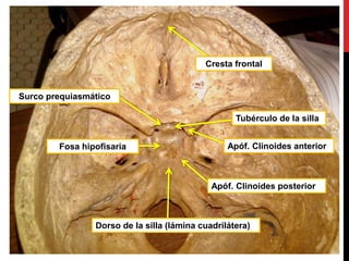 Fosa hipofisaria Apóf. Clinoides anterior
Apóf. Clinoides posterior
Dorso de la silla (lámina cuadrilátera)
Tubérculo de la silla
Surco prequiasmático
Cresta frontal
 