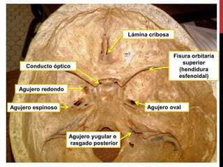 Agujero redondo
Agujero oval
Agujero yugular o
rasgado posterior
Fisura orbitaria
superior
(hendidura
esfenoidal)
Conducto óptico
Lámina cribosa
Agujero espinoso
 