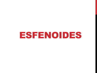 ESFENOIDES
 
