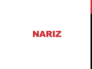 NARIZ
 