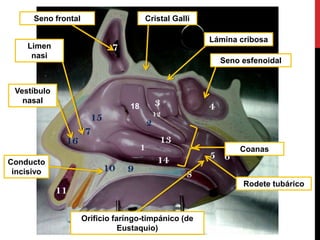 18
Seno esfenoidal
Rodete tubárico
Conducto
incisivo
Seno frontal
Lámina cribosa
Cristal Galli
Vestíbulo
nasal
Orificio faríngo-timpánico (de
Eustaquio)
Limen
nasi
Coanas
 