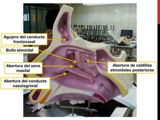 Abertura del seno
maxilar
Bulla etmoidal
Agujero del conducto
frontonasal
Abertura del conducto
nasolagrimal
Abertura de celdillas
etmoidales posteriores
 