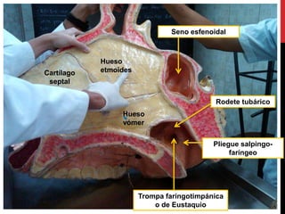 Hueso
etmoides
Hueso
vómer
Cartílago
septal
Seno esfenoidal
Trompa faríngotimpánica
o de Eustaquio
Pliegue salpingo-
faríngeo
Rodete tubárico
 