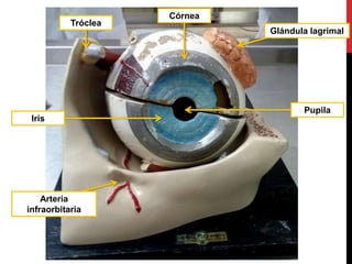 Glándula lagrimal
Arteria
infraorbitaria
Tróclea
Iris
Córnea
Pupila
 