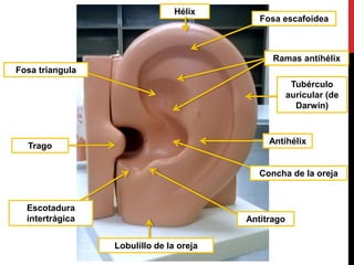 Lobulillo de la oreja
Hélix
Antihélix
Tubérculo
auricular (de
Darwin)
Fosa triangula
Trago
Antitrago
Fosa escafoidea
Ramas antihélix
Concha de la oreja
Escotadura
intertrágica
 
