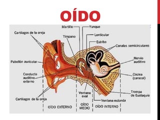 OÍDO
 