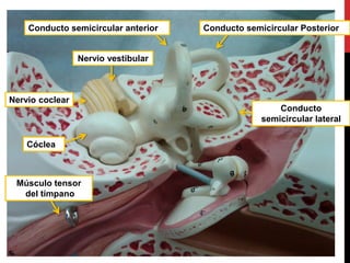 Conducto
semicircular lateral
Conducto semicircular PosteriorConducto semicircular anterior
Músculo tensor
del tímpano
Nervio vestibular
Cóclea
Nervio coclear
 