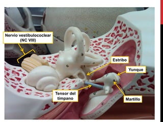 Nervio vestíbulococlear
(NC VIII)
Estribo
Tensor del
tímpano Martillo
Yunque
 