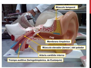 Trompa auditiva (faringotimpánica, de Eustaquio)
Membrana timpánica
Arteria carótida interna
Músculo elevador (tensor ) del paladar
Músculo temporal
 