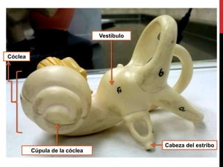 Cúpula de la cóclea
Cóclea
Vestíbulo
Cabeza del estribo
 