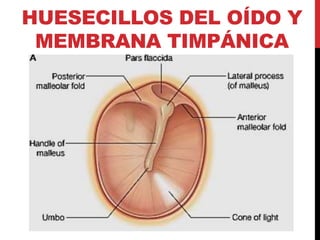 HUESECILLOS DEL OÍDO Y
MEMBRANA TIMPÁNICA
 