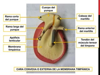 Cabeza del
martillo
Cuerpo del
yunque
Rama corta
del yunque
Membrana
timpánica
Apófisis
lenticular
Rama larga del
yunque
Rama anterior
del martillo
Tendón del
músculo tensor
del tímpano
CARA CONVEXA O EXTERNA DE LA MEMBRANA TIMPÁNICA
 