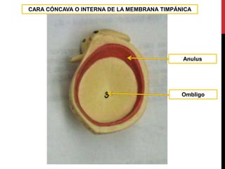 Ombligo
CARA CÓNCAVA O INTERNA DE LA MEMBRANA TIMPÁNICA
Anulus
 