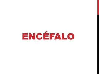 ENCÉFALO
 