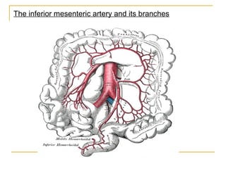 Anatomía quirúrgica de colon | PPT