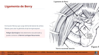 Anatomía Quirúrgica y Embriología de Tiroides y Paratiroides | PPTX