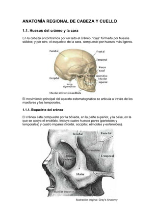 ANATOMÍA REGIONAL DE CABEZA Y CUELLO
1.1. Huesos del cráneo y la cara
En la cabeza encontramos por un lado el cráneo, “caja” formada por huesos
sólidos; y por otro, el esqueleto de la cara, compuesto por huesos más ligeros.
El movimiento principal del aparato estomatognático se articula a través de los
maxilares y los temporales.
1.1.1. Esqueleto del cráneo
El cráneo está compuesto por la bóveda, en la parte superior, y la base, en la
que se apoya el encéfalo. Incluye cuatro huesos pares (parietales y
temporales) y cuatro impares (frontal, occipital, etmoides y esfenoides).
Ilustración original: Gray’s Anatomy
 