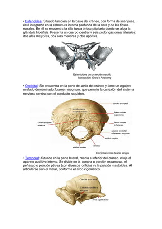 • Esfenoides: Situado también en la base del cráneo, con forma de mariposa,
está integrado en la estructura interna profunda de la cara y de las fosas
nasales. En él se encuentra la silla turca o fosa pituitaria donde se aloja la
glándula hipófisis. Presenta un cuerpo central y seis prolongaciones laterales:
dos alas mayores, dos alas menores y dos apófisis.
Esfenoides de un recién nacido
Ilustración: Gray’s Anatomy
• Occipital: Se encuentra en la parte de atrás del cráneo y tiene un agujero
ovalado denominado foramen magnum, que permite la conexión del sistema
nervioso central con el conducto raquídeo.
Occipital visto desde abajo
• Temporal: Situado en la parte lateral, media e inferior del cráneo, aloja el
aparato auditivo interno. Se divide en la concha o porción escamosa, el
peñasco o porción pétrea (con diversos orificios) y la porción mastoidea. Al
articularse con el malar, conforma el arco cigomático.
 