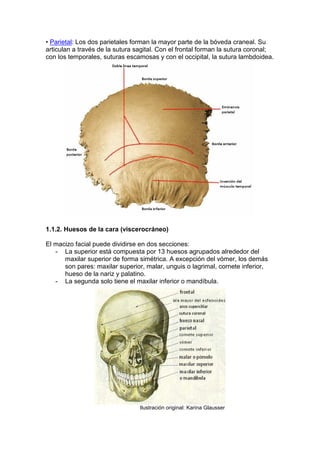 • Parietal: Los dos parietales forman la mayor parte de la bóveda craneal. Su
articulan a través de la sutura sagital. Con el frontal forman la sutura coronal;
con los temporales, suturas escamosas y con el occipital, la sutura lambdoidea.
1.1.2. Huesos de la cara (viscerocráneo)
El macizo facial puede dividirse en dos secciones:
- La superior está compuesta por 13 huesos agrupados alrededor del
maxilar superior de forma simétrica. A excepción del vómer, los demás
son pares: maxilar superior, malar, unguis o lagrimal, cornete inferior,
hueso de la nariz y palatino.
- La segunda solo tiene el maxilar inferior o mandíbula.
Ilustración original: Karina Glausser
 