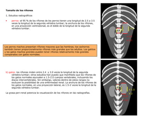 Tamaño de los riñones  1. Estudios radiográficos perros:  el 95 % de los riñones de los perros tienen una longitud de 2.5 a 3.5 veces la longitud de la segunda vértebra lumbar; la anchura de los riñones, en una proyección ventrodorsal, es el doble de la longitud de la segunda vértebra lumbar.  b) gatos:  los riñones miden entre 2.4  y 3.0 veces la longitud de la segunda vértebra lumbar; otros estudios han puesto que manifiesto que los riñones de los gatos normales equivalen a 1.5-2.0 cuerpos vertebrales, incluyendo los discos intervertebrales. Sin embargo, valores dentro de estos rangos no excluyen la posibilidad de una enfermedad renal. La anchura de los riñones de los gatos normales, en una proyección lateral, es 1.5-2 veces la longitud de la segunda vértebra lumbar.  La grasa peri-renal potencia la visualización de los riñones en las radiografías.  Los perros machos presentan riñones mayores que las hembras; los cachorros también tienen proporcionalmente riñones más grandes que los adultos. Los gatitos y los gatos machos grandes pueden tener riñones relativamente más grandes comparados con gatos normales.  L2 x 2,5  x 3,5 X 2 L2 x 2,4  x 3,0 X 1,5 X 2 
