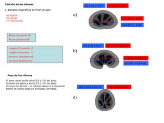 Tamaño de los riñones  2. Estudios ecográficos de riñón de gato a) Sagital b) Dorsal c) Transversal Longitud Izquierdo LI Longitud Derecho LD Anchura Izquierdo AI Anchura Derecho AD LI 3.83 +/- 0.51  LI 3.84 ± 0.53 cm  LD3.96 +/- 0.48  LD3.97 ± 0.54 cm  AI 2.65 ± 0.35  AI 2.42 ± 0.28 cm  AD 2.63 ± 0.31  AD 2.38 ± 0.27  Altura Izquierdo HI Altura derecho HD HI 2.42±0.28 cm  HD 2.38 ± 0.27 cm  Peso de los riñones El peso renal oscila entre 0.6 y 1% del peso corporal en gatos y entre 0.5 y 1% del peso corporal en perros. Los riñones derecho e izquierdo tienen el mismo peso en animales normales. a) b) c) 