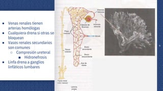 ANATOMIA RENAL/DESCRIPCION RENAL Y FISIOLOGIA | PPTX