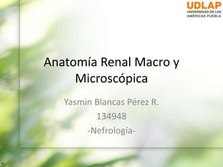 Anatomía Renal Macro y
Microscópica
Yasmin Blancas Pérez R.
134948
-Nefrología-
 