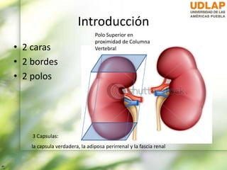 Anatomía renal macro y microscópica | PPTX