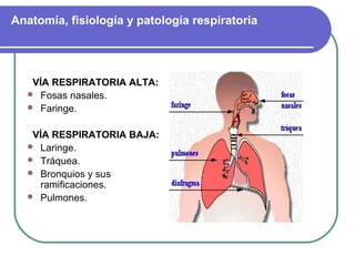 Anatomía, fisiología y patología respiratoria
VÍA RESPIRATORIA ALTA:
 Fosas nasales.
 Faringe.
VÍA RESPIRATORIA BAJA:
 Laringe.
 Tráquea.
 Bronquios y sus
ramificaciones.
 Pulmones.
 