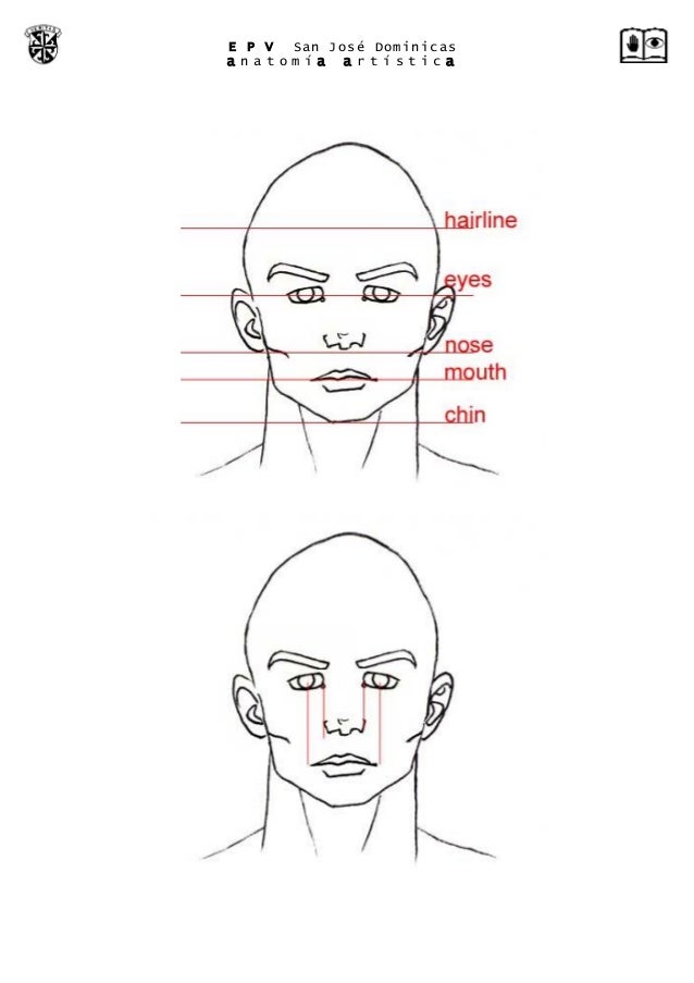Anatomía artística del rostro
