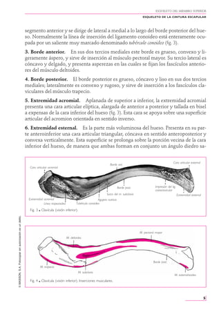 Musulo Bisel sbjhkqwhehhqyegwgrgygyryeqwgryqgyryurgAnatomía _ Rouviere 3.pdf