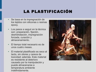 LA PLASTIFICACIÓN
● Se basa en la impregnación de 
los tejidos con siliconas o resinas 
epoxy.
● Los pasos a seguir en la técnica 
son: preparación, fijación, 
deshidratación, impregnación 
forzada, curación y 
almacenamiento. 
● El tiempo total necesario es de 
unos cuatro meses.
● El material plastificado es seco al 
tacto, sin olores y carece de 
toxicidad; además. Este material 
es resistente al deterioro 
causado por la manipulación y 
puede almacenarse a 
temperatura ambiente 
indefinidamente.
 