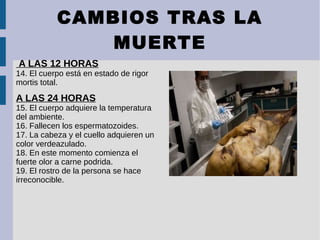 CAMBIOS TRAS LA
MUERTE
A LAS 12 HORAS
14. El cuerpo está en estado de rigor
mortis total.
A LAS 24 HORAS
15. El cuerpo adquiere la temperatura
del ambiente.
16. Fallecen los espermatozoides.
17. La cabeza y el cuello adquieren un
color verdeazulado.
18. En este momento comienza el
fuerte olor a carne podrida.
19. El rostro de la persona se hace
irreconocible.
 