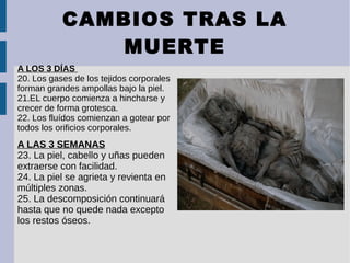 CAMBIOS TRAS LA
MUERTE
A LOS 3 DÍAS
20. Los gases de los tejidos corporales
forman grandes ampollas bajo la piel.
21.EL cuerpo comienza a hincharse y
crecer de forma grotesca.
22. Los fluídos comienzan a gotear por
todos los orificios corporales.
A LAS 3 SEMANAS
23. La piel, cabello y uñas pueden
extraerse con facilidad.
24. La piel se agrieta y revienta en
múltiples zonas.
25. La descomposición continuará
hasta que no quede nada excepto
los restos óseos.
 