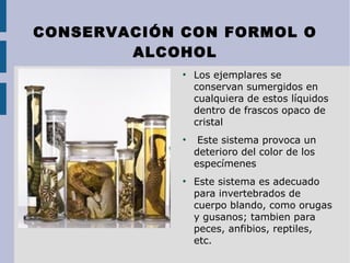 CONSERVACIÓN CON FORMOL O
ALCOHOL
●
Los ejemplares se
conservan sumergidos en
cualquiera de estos líquidos
dentro de frascos opaco de
cristal
●
Este sistema provoca un
deterioro del color de los
especímenes
●
Este sistema es adecuado
para invertebrados de
cuerpo blando, como orugas
y gusanos; tambien para
peces, anfibios, reptiles,
etc.
 