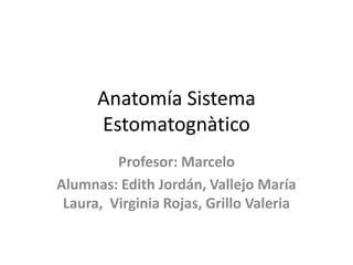 Anatomía Sistema
Estomatognàtico
Profesor: Marcelo
Alumnas: Edith Jordán, Vallejo María
Laura, Virginia Rojas, Grillo Valeria
 