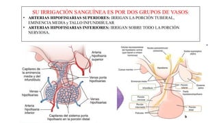-ANATOMÍA HUMANA SISTEMA ENDÓCRINO .pptx