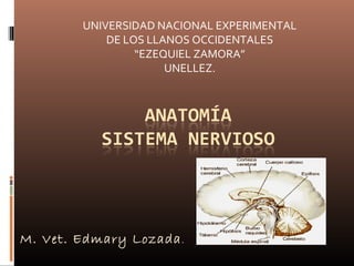 M. Vet. Edmary Lozada.
UNIVERSIDAD NACIONAL EXPERIMENTAL
DE LOS LLANOS OCCIDENTALES
“EZEQUIEL ZAMORA”
UNELLEZ.
 