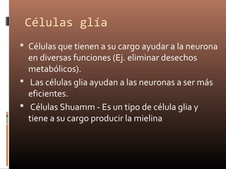 Células glía
 Células que tienen a su cargo ayudar a la neurona
en diversas funciones (Ej. eliminar desechos
metabólicos).
 Las células glia ayudan a las neuronas a ser más
eficientes.
 Células Shuamm - Es un tipo de célula glia y
tiene a su cargo producir la mielina
 